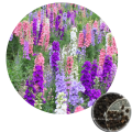 Wholesale mix color perennial winter flower giant larkspur delphinium seeds